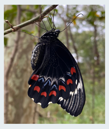 A butterfly resting on a branch — a quiet moment of transformation