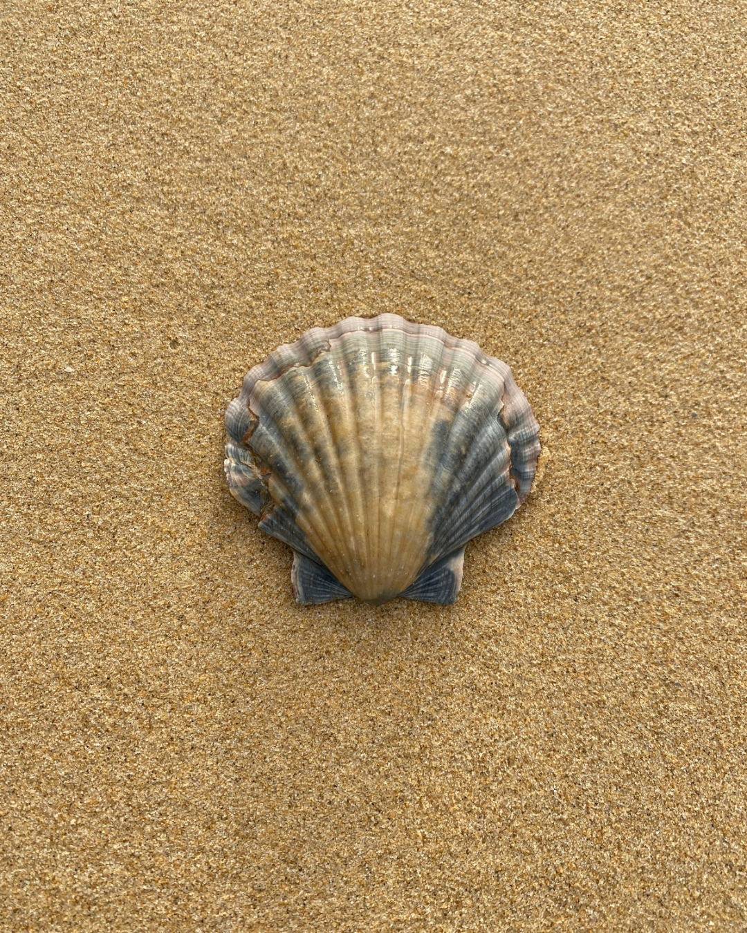 A single scallop shell on sand — representing financial clarity and balance