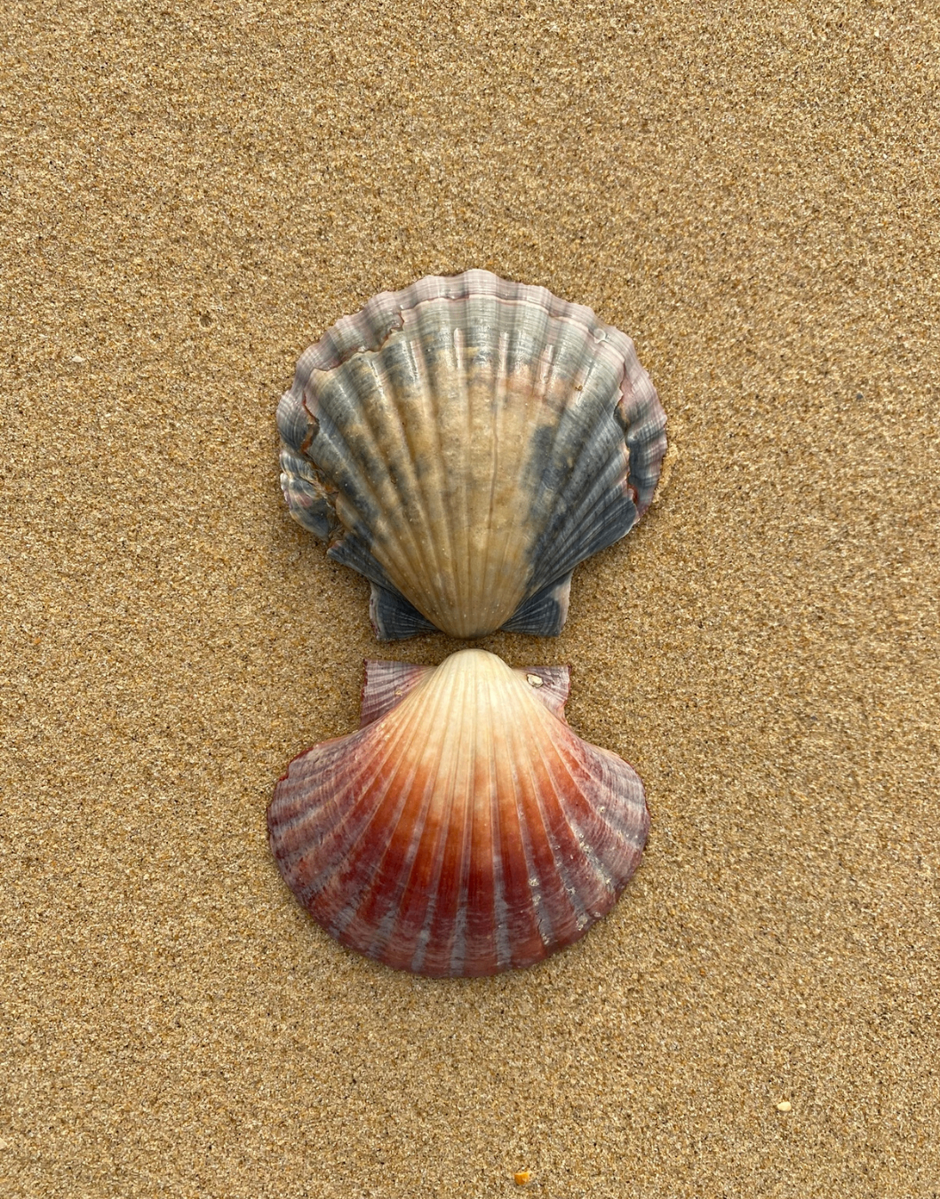 Two scallop shells — representing calm, organised client care